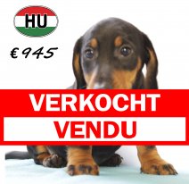 Teckel M 200625 (HU1843) 141025 verkocht - vendu.jpg