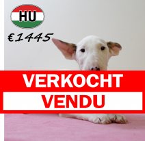 Bull terrier 300625 M (HU7313) 151025 verkocht - vendu.jpg