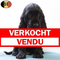 Engelse Cocker 120825 M(BE4375) 151025 verkocht - vendu.jpg