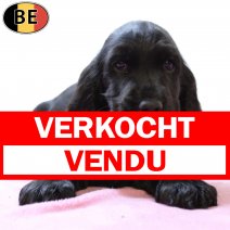 Engelse Cocker 120825 F(BE4476) 151025 verkocht - vendu.jpg