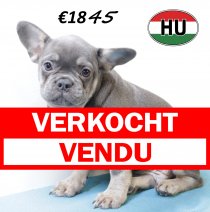 Franse Bulldog 270625 M (HU3401) 151025 verkocht - vendu.jpg