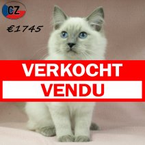 Ragdoll 050625 F(CZ2898) 141025 verkocht - vendu.jpg
