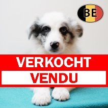 australische herder verkocht - vendu.jpg