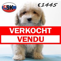 Maltipoo M 180625 (HU1925) 141025 verkocht - vendu.jpg
