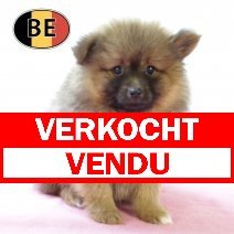 Keesje F 140825 (BE3028) 141025 verkocht - vendu.jpg