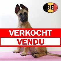 Mechelaar 170825 F (BE1092) 20102025 verkocht - vendu.jpg