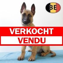 Mechelaar 170825 M (BE1269) 20102025 verkocht - vendu.jpg