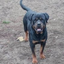 Rottweiler 3-3 beschikbaar 26 december mama.jpg