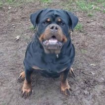 Rottweiler 3-3 beschikbaar 26 december papa.jpg