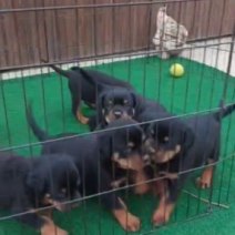 Rottweiler 3-3 beschikbaar 26 december.png