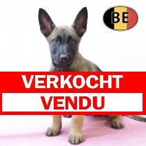 Mechelaar 170825 F (BE1056) 20102025 verkocht - vendu.jpg