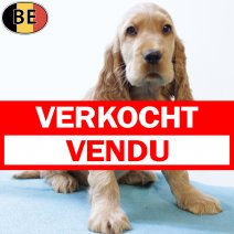 Engelse Cocker M(BE4671) 151025 verkocht - vendu.jpg