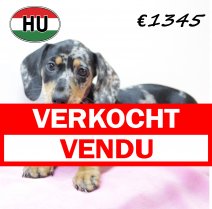 Teckel F 200625 (HU1852) 141025 verkocht - vendu.jpg