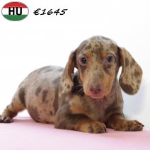 Teckel 030725 F(HU2940) 271025.jpg