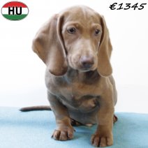 Teckel 010725 M(HU2935) 271025.jpg