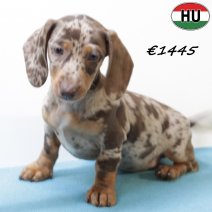 Teckel 030725 M(HU2932) 271025.jpg