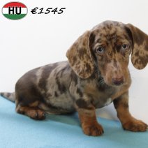 Teckel 030725 M(HU2938) 271025.jpg