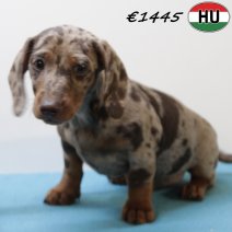 Teckel 030725 M(HU2927) 271025.jpg