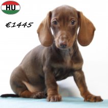 Teckel 020725 M(HU2974) 271025.jpg