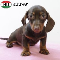 Teckel 020725 F(HU2975) 271025.jpg