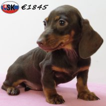 Teckel 090725 F(SK9196) 271025.jpg