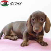 Teckel 040725 F(HU2931) 271025.jpg