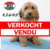 Cockapoo 260625 M (HU7327) 151025 verkocht - vendu.jpg
