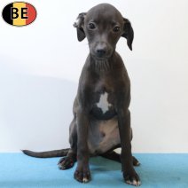 Italiaanse Windhond 310725 M(BE0891) 271025.jpg