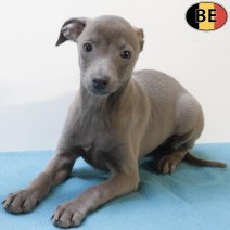 Italiaanse Windhond 310725 M(BE0948) 271025.jpg