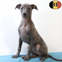 Italiaanse Windhond 310725 M(BE0943) 271025.jpg