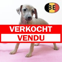 Italiaanse Windhond 250825 F (BE4121) 241025 verkocht - vendu.jpg