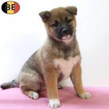 Shiba Inu 290825 F(BE0768) 271025.jpg