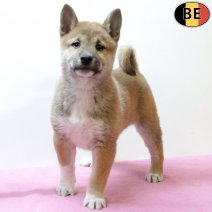 Shiba Inu 290825 F(BE0783) 271025.jpg