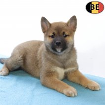 Shiba Inu 290825 M(BE0775) 271025.jpg