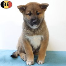 Shiba Inu 290825 M(BE0772) 271025.jpg