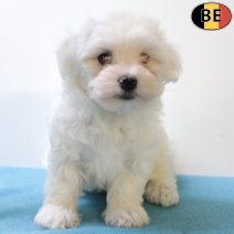 Maltezer 290825 M(BE0731) 271025.jpg