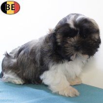 Shih Tzu 200825 M(BE0812) 271025.jpg