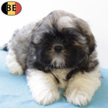 Shih Tzu 200825 M(BE0787) 271025.jpg
