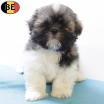 Shih Tzu 200825 M(BE0829) 271025.jpg