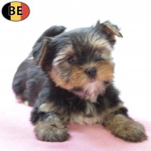 Yorkshire Terrier 160825 F(BE0860) 271025.jpg