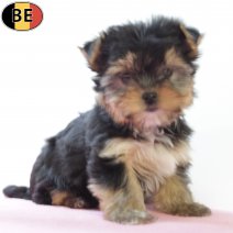 Yorkshire Terrier 160825 F(BE0864) 271025.jpg