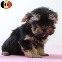 Yorkshire Terrier 160825 F(BE0868) 271025.jpg