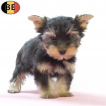 Yorkshire Terrier 160825 F(BE0857) 271025.jpg