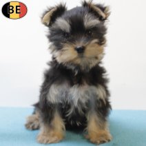 Yorkshire Terrier 160825 M(BE0858) 271025.jpg