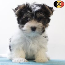 Biewer Yorkshire 220825 M(BE0856) 271025.jpg