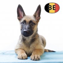 Mechelaar 170825 M (BE1016) 20102025.JPG