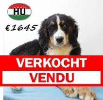 Berner Sennen 260625 M (HU7284) 151025 Verkocht - Vendu.jpg