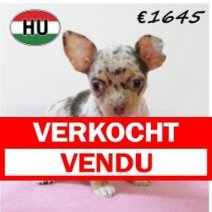 Chihuahua F 220625 (HU1865) 141025 Verkocht - Vendu.jpg