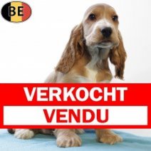 Engelse Cocker 120825 M(BE4402) 151025 Verkocht - Vendu.jpg