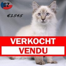 Ragdoll 100625 M(CZ2883) 141025 Verkocht - Vendu.jpg